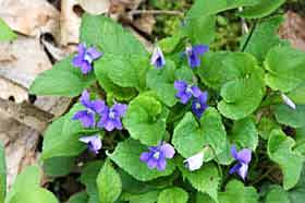 Violets