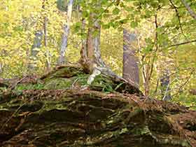 Relic Roots
